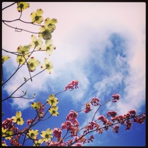 A Spring Instagram