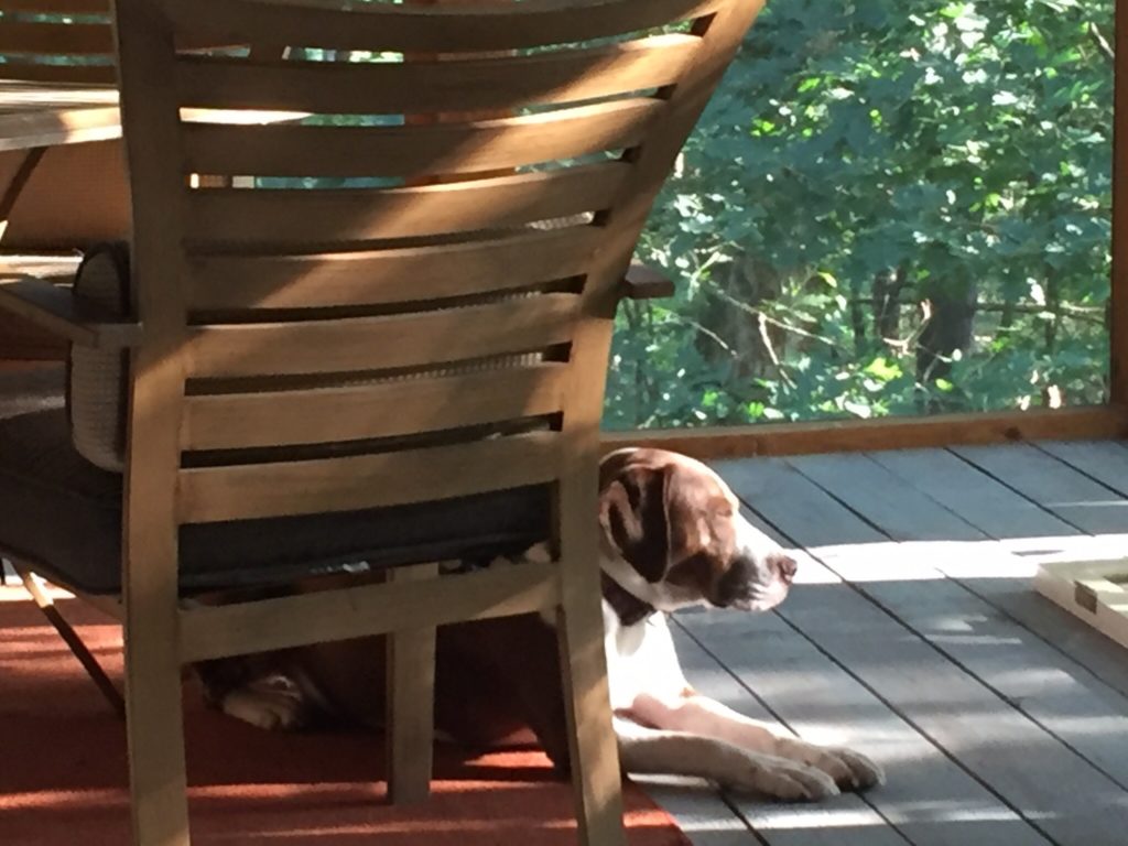 buster-porch.jpg